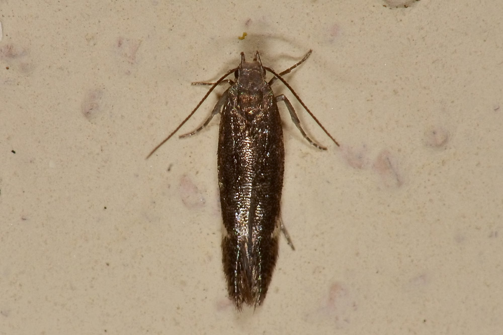 Farfallina da identificare - Cfr. Aproaerema anthyllidella, Gelechiidae